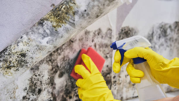 Mold Remediation for Vacation Homes